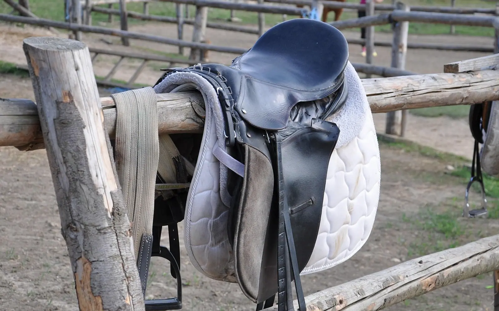 Horses, riding and saddle