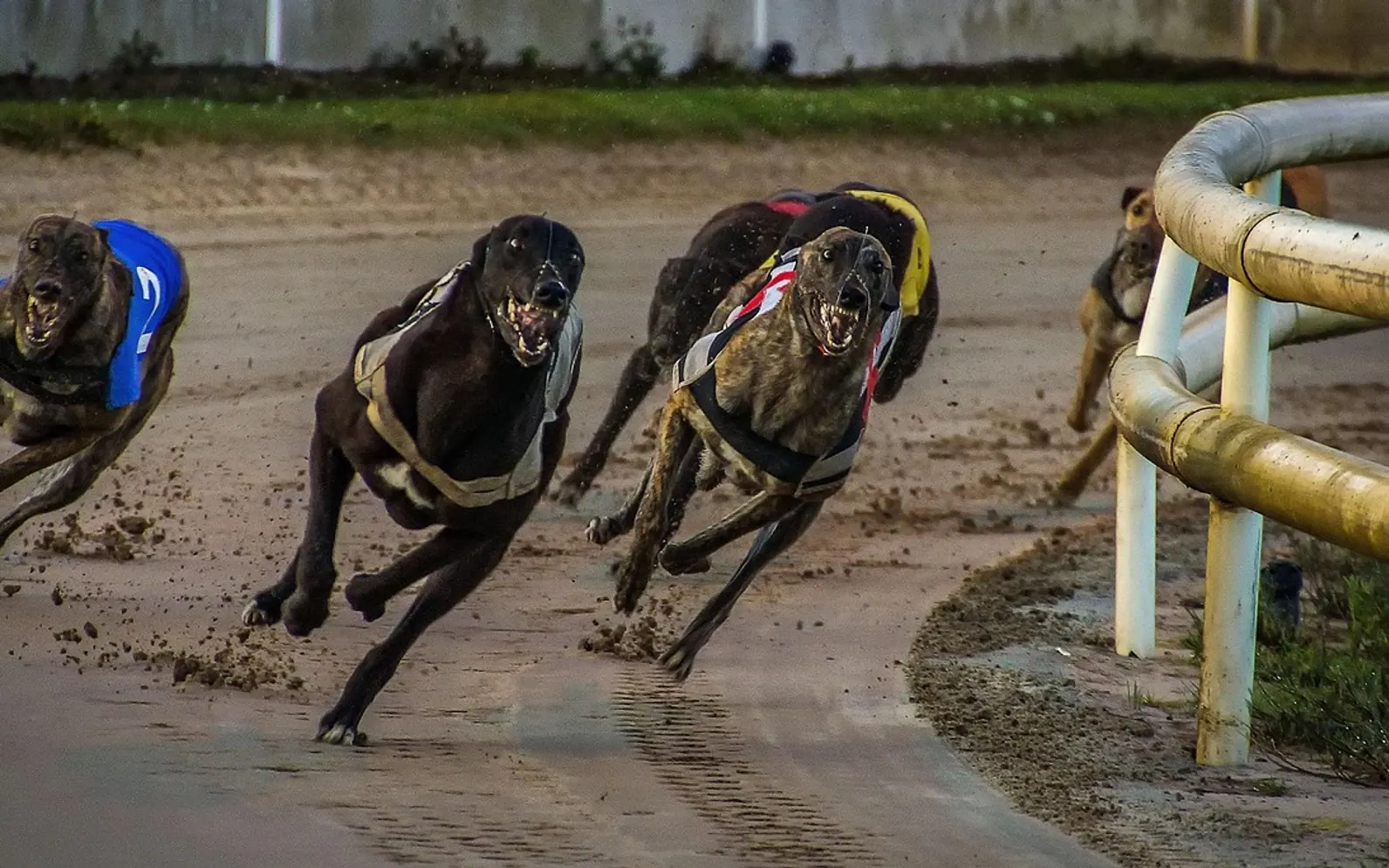 Greyhound racing, greyhounds and kilcohan greyhound race